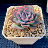 Echeveria strawberry ice