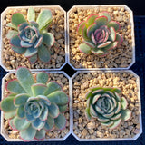 Echeveria strawberry ice
