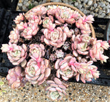 Echeveria subcorymbosa lau 026