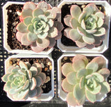 Echeveria subcorymbosa lau 026