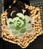 Echeveria subcorymbosa lau 026