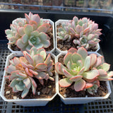 Echeveria subcorymbosa lau 026
