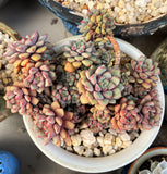 Echeveria subcorymbosa lau 030