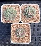 Echeveria subcorymbosa lau 030
