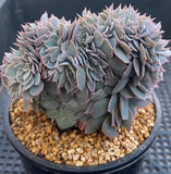 Echeveria subsessilis crest