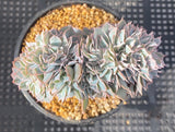 Echeveria subsessilis crest