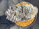 Echeveria subsessilis crest