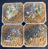Echeveria subsessilis crest