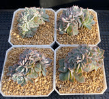 Echeveria subsessilis crest