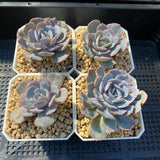 Echeveria subsessilis monstrose S