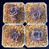 Echeveria subsessilis monstrose S