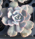 Echeveria subsessilis monstrose S