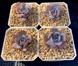 Echeveria subsessilis monstrose S