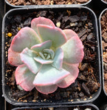 Echeveria subsessilis monstrose S