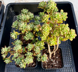 Sedeveria Supia
