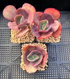 Echeveria suyon reverted