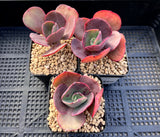 Echeveria suyon reverted