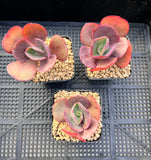 Echeveria suyon reverted