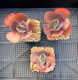 Echeveria suyon reverted