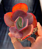 Echeveria suyon reverted