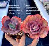 Echeveria suyon reverted