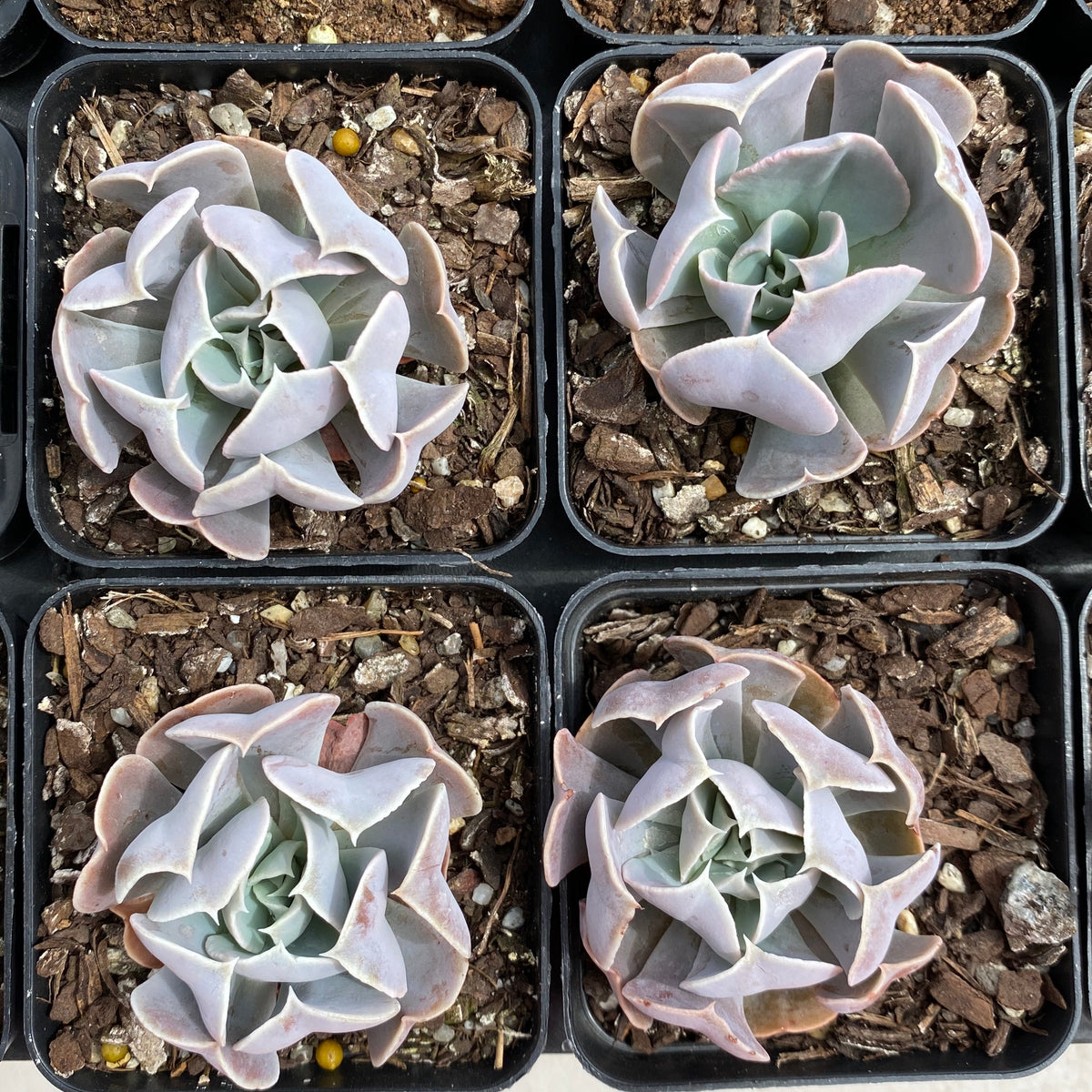 swan lake succulent Echeveria swan lake – RNT SUCCULENTS