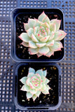 Echeveria tippy hybrid