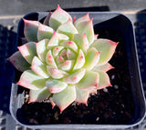 Echeveria tippy hybrid 蜻蜓 MELBOURNE SYDNEY ADELAIDE QUEENSLAND CANBERRA VICTORIA NSW QUEENSLAND SOUTH AUSTRALIA ACT SUCCULENT 多肉 墨尔本 维多利亚 澳洲 澳大利亚 悉尼 新南威尔士 阿德莱德 南澳 昆士兰 布里斯本 黄金海岸 多肉植物 堪培拉