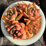 Echeveria agavoides vashon