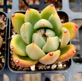 Echeveria agavoides vashon