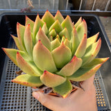 Echeveria agavoides vashon