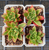 Echeveria agavoides victor reiter