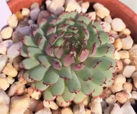 Echeveria vincent catto – RNT SUCCULENTS