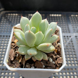 Echeveria violet magic