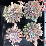 Echeveria violet magic