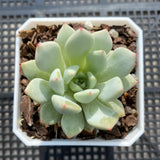 Echeveria violet magic