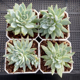 Echeveria violet queen monstrose