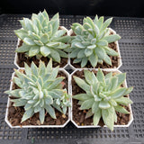 Echeveria violet queen monstrose
