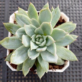 Echeveria violet queen monstrose