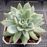 MELBOURNE SYDNEY ADELAIDE QUEENSLAND CANBERRA VICTORIA NSW QUEENSLAND SOUTH AUSTRALIA ACT SUCCULENT 多肉 墨尔本 维多利亚 澳洲 澳大利亚 悉尼 新南威尔士 阿德莱德 南澳 昆士兰 布里斯本 黄金海岸 多肉植物 堪培拉 Echeveria violet queen monstrose 紫罗兰女王石化