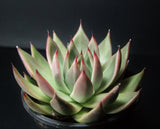 Echeveria agavoides gaya LARGE 东云GAYA MELBOURNE SYDNEY ADELAIDE QUEENSLAND CANBERRA VICTORIA NSW QUEENSLAND SOUTH AUSTRALIA ACT SUCCULENT 多肉 墨尔本 维多利亚 澳洲 澳大利亚 悉尼 新南威尔士 阿德莱德 南澳 昆士兰 布里斯本 黄金海岸 多肉植物 堪培拉
