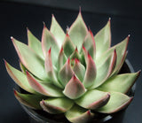 Echeveria agavoides gaya LARGE 东云GAYA MELBOURNE SYDNEY ADELAIDE QUEENSLAND CANBERRA VICTORIA NSW QUEENSLAND SOUTH AUSTRALIA ACT SUCCULENT 多肉 墨尔本 维多利亚 澳洲 澳大利亚 悉尼 新南威尔士 阿德莱德 南澳 昆士兰 布里斯本 黄金海岸 多肉植物 堪培拉