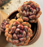 Graptoveria amethorum 'grape' S