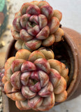 Graptoveria amethorum 'grape' S