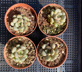 Graptoveria amethorum 'grape' S