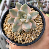 Grapto. paraguayense bernalense variegata