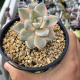 Grapto. paraguayense bernalense variegata