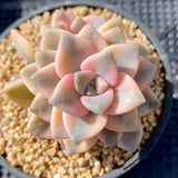 Grapto. paraguayense bernalense variegata