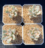 Grapto. paraguayense bernalense variegata