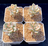 Grapto. paraguayense bernalense variegata
